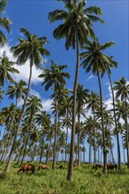 Cows and horses grazing in a Palm grove on the south coast of Taveuni, Fiji, South Pacific, Oceania