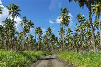 Palm grove on the south coast of Taveuni, Fiji, South Pacific, Oceania