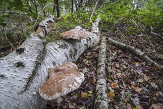 Birch polypore (Piptoporus betulinus) birch bracket, razor strop, bracket fungus on fallen birch