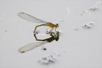 Blue-tailed damselfly (Ischnura elegans), female laying eggs, Hesse, Germany, Europe