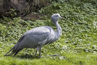 Blue crane, Stanley crane, paradise crane (Grus paradisea) national bird of South Africa