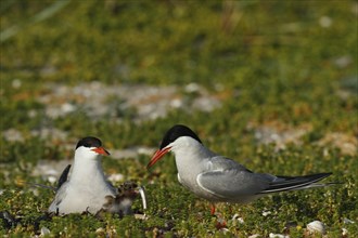 Common Tern (Sterna hirundo), feeding a juvenile, adult bird giving fish to a juvenile, Lower Saxon