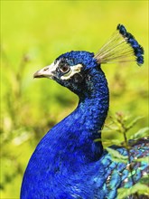 Portrait of Male Indian Peafowl (Pavo cristatus)