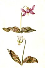 Dog's Fawn Lily (Erythronium dens-canis), also dog's tooth or European dog's tooth, Historic,