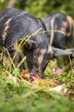 Domestic pig in the green, Amsterdam, Netherlands