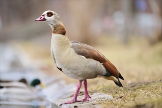 Egyptian goose (Alopochen aegyptiaca), standing on a meadow, Bavaria, Germany Europe