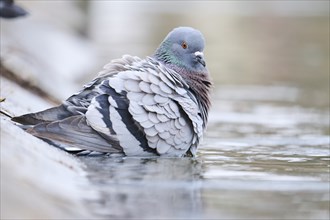 Feral pigeon (Columba livia domestica) taking a bath in the water at the shore of a little pont,