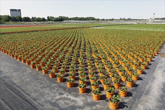 Field with yellow growing pots in a row, coneflower (Echinacea), nursery in the Volmerswerth