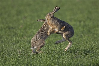 European Brown Hares (Lepus europaeus) boxing, fighting in field during the breeding season,