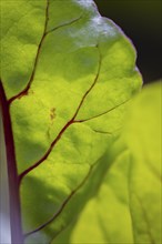 Close-up, beetroot leaf (beta), Ternitz, Lower Austria, Austria, Europe