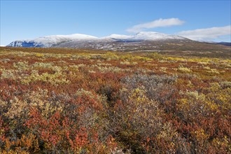 Dovrefjell National Park in autumn, mountains with snow, Oppdal, Norway, Europe