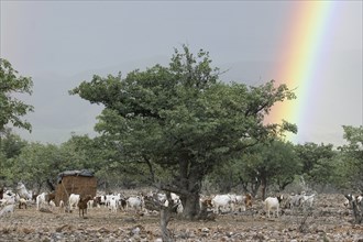 Geiten en regenboog in Namibië, Zuid-Afrika Goats and rainbow in Namibia, South Africa, Africa