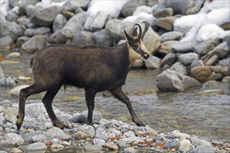 Chamois (Rupicapra rupicapra) at mountain stream, Gran Paradiso National Park, Italian Alps, Italy,