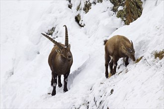 Alpine ibex (Capra ibex) male following female in heat in the snow in winter during the rutting