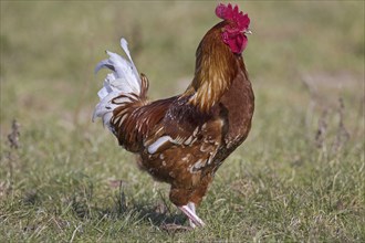 Domestic chicken (Gallus gallus domesticus), free range rooster, cock in grassland