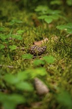 Fir cones on forest floor, Black Forest, Germany, Europe