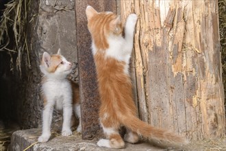 Two kittens playing in a farmhouse. Bas-Rhin, Collectivite europeenne d'Alsace, Grand Est, France,