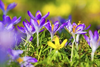 Spring bloomers in the Great Garden