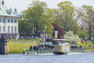 Steamship parade of historic paddle steamers in front of Pillnitz Palace