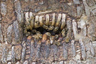 Honey bees (Apis mellifera) at the oviposition hole of a beehive, Lower Saxony, Germany, Europe