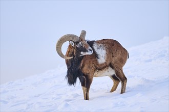 European mouflon (Ovis aries musimon) ram on a snowy meadow in the mountains in tirol, Kitzbühel,