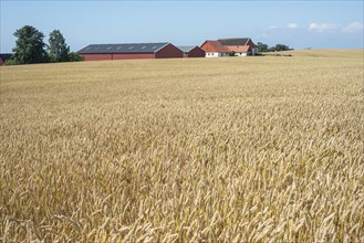 Field of ripe wheat in front of a farm in southern Skane, Sweden, Scandinavia, Europe