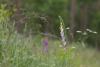 Close-up, common foxglove (Digitalis purpurea), Neustadt am Rübenberge, Germany, Europe