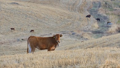 Brown cow, harvested field, close, cows in background, Madonie National Park, autumn, late summer,