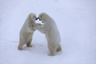 Polar bears (Ursus maritimus) playing in the snow (C), Ranua Wildlife Park, Lapland, Finland,