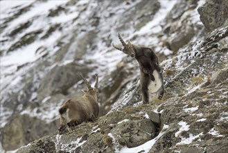 Two young Alpine ibex (Capra ibex) males fighting on mountain slope during the rut in winter, Gran