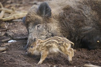 Wild boar (Sus scrofa) squeaker with its mother in a forest, Bavaria, Germany Europe