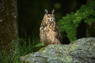 Eurasian eagle-owl (Bubo bubo), adult, sitting alertly on rock at the edge of the forest, Bohemian