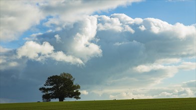 Babisnau poplar with rain clouds