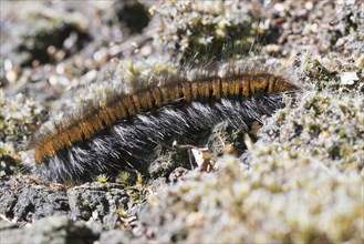 Caterpillar of the fox moth (Macrothylacia rubi), Emsland, Lower Saxony, Germany, Europe