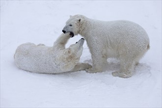 Playing polar bears (Ursus maritimus) Â© at Ranua Wildlife Park, Lapland, Finland, Europe