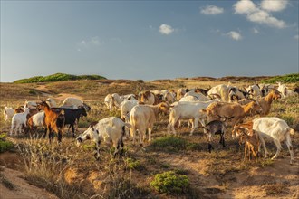 Goats at Capo Pecora, Costa Verde, Sulcis Iglesiente, Sardinia, Italy, Buggerru, Sardinia, Italy,