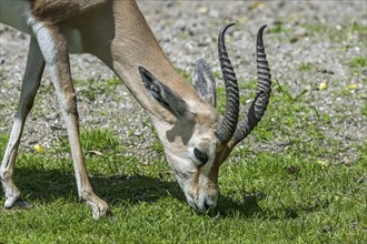 Dorcas gazelle (Gazella dorcas), ariel gazelle (Capra dorcas) grazing grass, native to semidesert