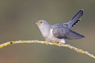 Common cuckoo (Cuculus canorus) calling, courting, male on dry branch, calling station, Middle Elbe