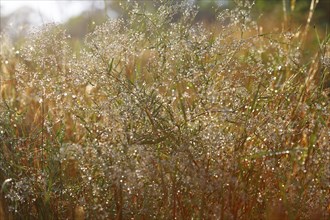 Dewdrops backlit in the morning, Middle Elbe Biosphere Reserve, Saxony-Anhalt, Germany, Europe