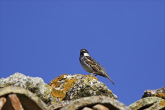 Sparrow on roof, blue sky, moss on stone, Madonie National Park, Sicily, Italy, Europe