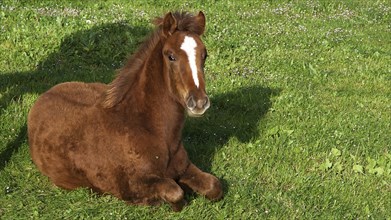 Foal, lying brown small horse, green meadow, Madonie National Park, spring, Sicily, Italy, Europe