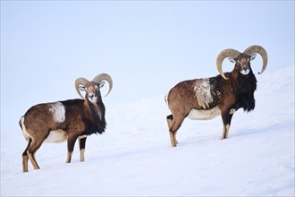 European mouflon (Ovis aries musimon) rams on a snowy meadow in the mountains in tirol, Kitzbühel,