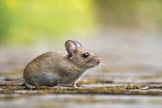 Wood mouse (Apodemus sylvaticus), Hesse, Germany, Europe