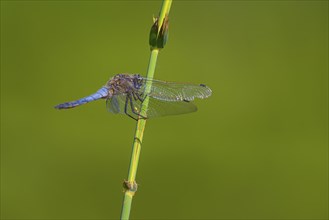 Close-up, black-tailed skimmer (Orthetrum cancellatum), male, Neustadt am Rübenberge, Germany,