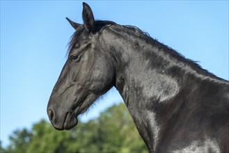 Black horse portrait in a pasture in the landscape. Bas-Rhin, Collectivite europeenne d'Alsace,