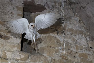 Common barn owl (Tyto alba) with captured mouse, Bitburg, Rhineland-Palatinate, Germany, Europe