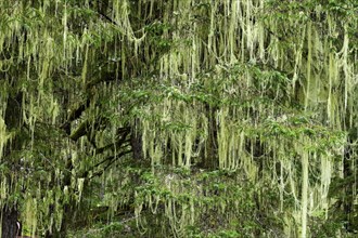 Lichen (Alectoria sarmentosa) in temperate rainforest, Vancouver Island, British Columbia, Canada,