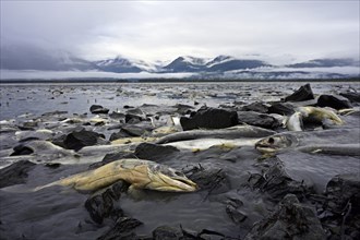 Pink salmons (Oncorhynchus gorbuscha) lie dead at the mouth of the river and in the sea bay after