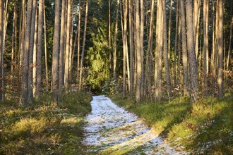 Trail going through a Scots pine (Pinus sylvestris) forest, snow, Upper Palatinate, Bavaria,