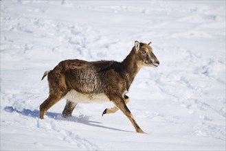 European mouflon (Ovis aries musimon) ewe on a snowy meadow in the mountains in tirol, Kitzbühel,